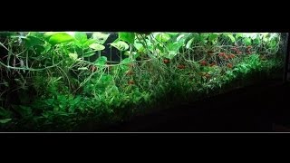 380G Heavily Planted Tank [upl. by Anujra642]