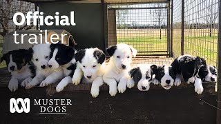 Muster Dogs Season 2 Official Trailer  ABC Australia [upl. by Ydor]