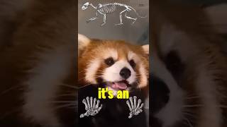 Red Pandas Arent Pandas 🤯 cuteanimals redpanda pandas education [upl. by Ruy]