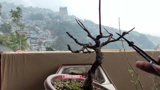 Winter Pruning of my Plum Tree Bonsai and Ficus Religiosa [upl. by Donoho74]