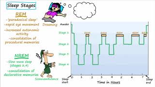 Stages of Sleep REM and NonREM Sleep Cycles [upl. by Alial458]