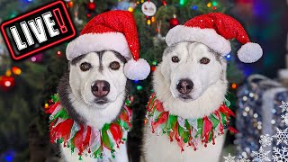 LIVE Huskies Open Gifts and Over 700 Cards Huskies Annual Christmas Card Exchange QampA [upl. by Ynaiffit238]