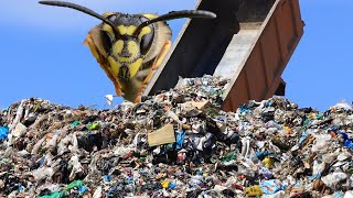 The removal that almost broke me ground wasp in a pile of garbage Massive yellow jacket nest [upl. by Atiuqan]