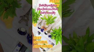 Peace Lily Awesome Bedroom Airpurifier shorts shortsvideo ytshorts trending peacelily [upl. by Aksoyn898]