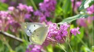 Eastern Pale Clouded Yellow Nectaring モンキチョウ♀＠ムシトリナデシコ訪花 [upl. by Loring]