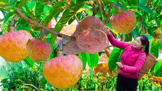 Harvesting sweetsop amp Goes To Market Sell  Gardening And Cooking  Lý Tiểu Vân [upl. by Aneeled605]