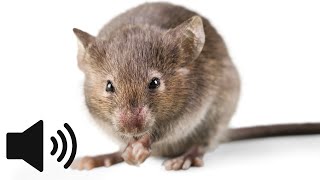 What does a Mouse sound like Mouse Squeaking Sound  Animal Sounds [upl. by Wilkie]