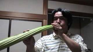 Hokkaido rawan bukiBig butterbur VuvuzelaampDidgeridoo [upl. by Novanod]