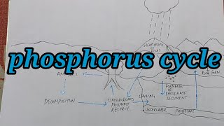 phosphorus cycle diagram easy way to understand biogeochemical cycle of phosphorus [upl. by Lak]