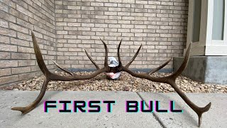 FIRST BULL DOWN Colorado 2nd Rifle OTC  2022 [upl. by Yenaiv]