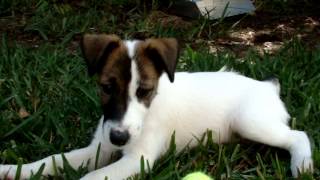 Smooth Fox Terrier Puppy Jean playing in yard [upl. by Aliahkim]