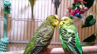 200 Min Budgies Chirping Parakeets Sounds Reduce Stress  Relax to Nature Bird Sounds [upl. by Bergren]