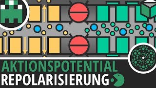 Aktionspotential Repolarisierung einfach erklärt│Biologie Lernvideo│Learning Level Up [upl. by Lilhak]