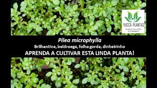 PILEA MICROPHYLLA Brilhantina beldroega ou folha gorda [upl. by Mitchael]