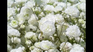 Gypsophila  Process of Planting Growing and Harvesting [upl. by Gerhan]