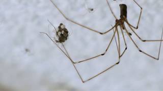 Pholcus phalangioides  Hatching Spiders [upl. by Ranit]