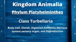 Class Turbellaria Body wall Digestion Excretion and Reproduction  Phylum Platyhelminthes [upl. by Naj]