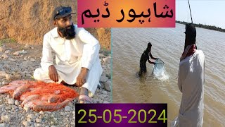 Mirgal fish  Shahpur dam  Carp Fishing [upl. by Eartnoed]