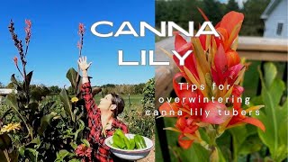 Overwintering canna lilies tubers cannalily [upl. by Christen26]