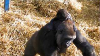 Baby Gorilla at Howletts Wild Animal Park [upl. by Carmon]