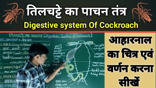 तिलचट्टे का पाचन तंत्र Digestive system Of Cockroach तिलचट्टे के आहारनाल का चित्र। [upl. by Sirrom]