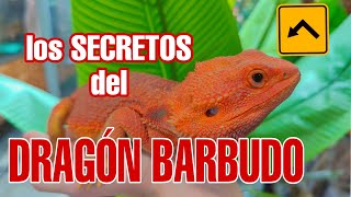 DRAGON BARBUDO como cuidar una pogona vitticeps como reproducir una pogona os lo explico 🐉🐲🦎 [upl. by Mumford645]