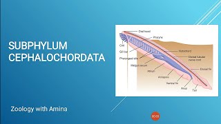 Phylum Chordata Subphylum Cephalochordata [upl. by Akinuahs]