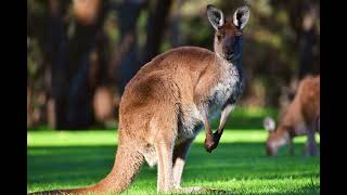 Kangaroo sound  Animal sounds [upl. by Rayburn777]