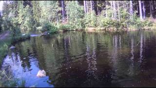 Fly fishing for rainbow trout in Harasjömåla Sweden Catch and release by John [upl. by Nimzaj309]