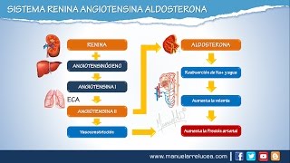 SISTEMA RENINA ANGIOTENSINA ALDOSTERONA  Morfofisiología [upl. by Brenda]