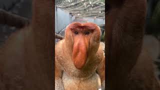 Proboscis monkeys were originally called Nakula Changlong Proboscis Monkeys Come to Changlong and [upl. by Erikson]