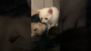 viral kitten shortsvideo cat cute [upl. by Edwin868]