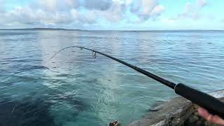 Best fishing spot for live bait  sugar dockSaipan USA🇺🇸 [upl. by Emmy]