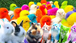 Catch Cute Chickens Colorful Chickens Rabbits Cat Goose Duck Betta Fish Koi Animal Cute [upl. by Doti]