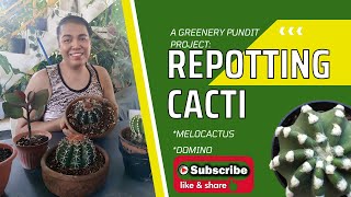 Repotting Cacti Big Melocactus and Domino [upl. by Suirred]