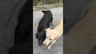 Feeding Abandoned Dogs Caring for the Ownerless 🐕❤️ pets puppy doglover dog [upl. by Quillon]