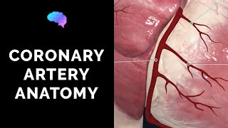 Coronary Artery Anatomy 3D Anatomy Tutorial  UKMLA  CPSA [upl. by Landmeier]