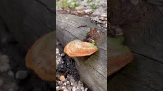 A big mushroom growing on the woodvlog mushroom forest [upl. by Stultz]