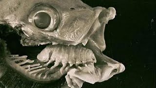 Cymothoa Exigua The Tongue Eating Parasite [upl. by Aeli]