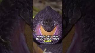 How snakes eat eggs without cracking  animals nature wildlife [upl. by Pare922]