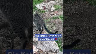 Die Katzen 🐈 von Kotor in Montenegro 🇲🇪 montenegro kotor katzen animal animals katze [upl. by Frankie]