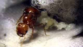 Solenopsis geminata Tropical Fire Ant Founding Colony [upl. by Novat]