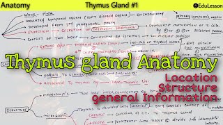 Thymus gland Anatomy 12  Location and Structure of thymus [upl. by Leonard103]