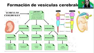 ETAPAS DEL DESARROLLO EMBRIONARIO DEL SISTEMA NERVIOSO [upl. by Aitnom]