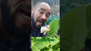 2 plantas pra problemas respiratórios como rinite sinusite e rinite [upl. by White981]