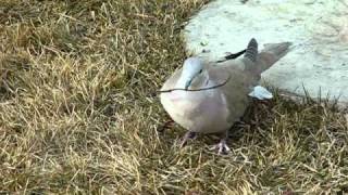 Eurasian CollaredDove [upl. by Giglio]