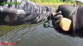 Amazônia pesca Tucunaré Angel [upl. by Idnahs956]