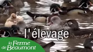 Elevage des animaux Ferme de Beaumont [upl. by Gladi]