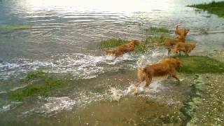 Decoymans Tollers River trip [upl. by Iluj]