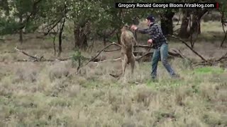 Guy punches kangaroo to save mans best friend [upl. by Lalittah]